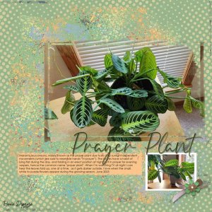 Prayer Plant