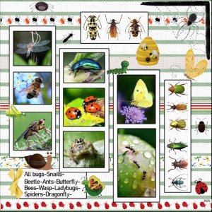 All insect-bugs.jpg