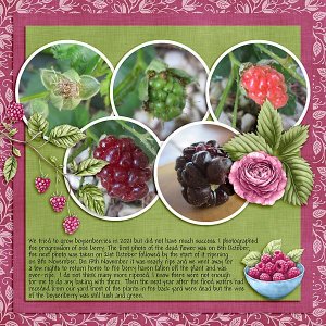 Growing Boysenberries