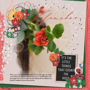 Kalanchoe