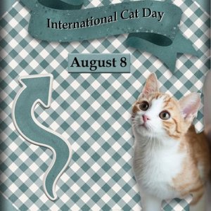 ATC-2025-081-International-Cat-Day