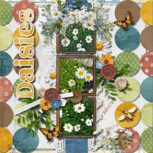 Daisies Galore