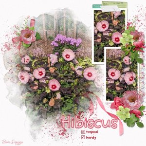 Hibiscus