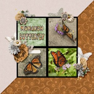 Monarch Butterfly small.jpg