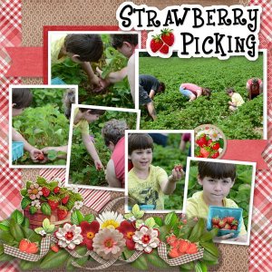 Strawberry Picking