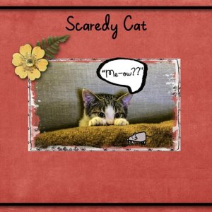 Scaredy Cat
