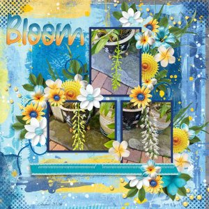 Bloom