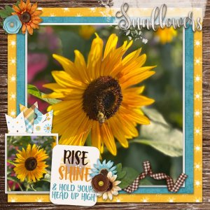 Sunflower