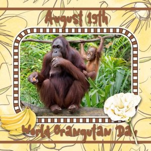 August 19th World Orangutan Day