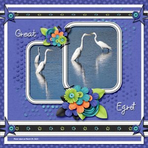 Great Egret small.jpg
