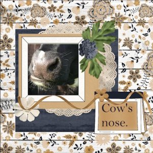 18e-August 2025 -Use it All -Cow's nose.jpg