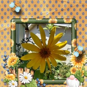 Sunflower