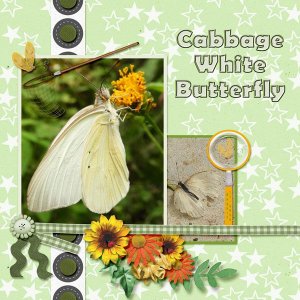 Cabbage White Butterfly small.jpg
