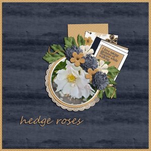 hedge roses