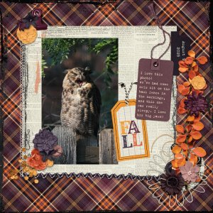Sleepy Owl