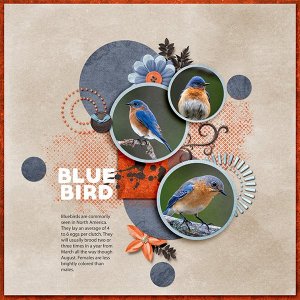 Bluebird