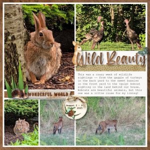 Wild Beauty - August 2-9 2025.jpg