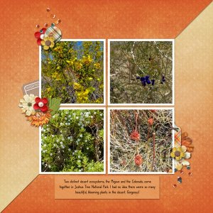 JoshuaTree-flowers.jpg