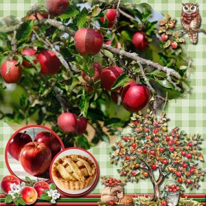 Picking Apples