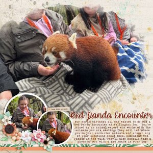 Red Panda Encounter