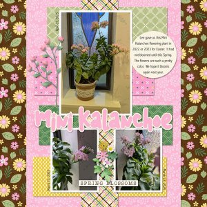 Mini Kalanchoe