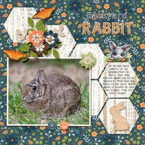 Backyard Rabbit
