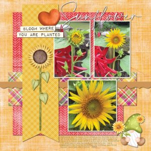 Sunflower, Finally 7-25-25