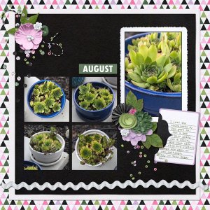 Succulents - August 2025