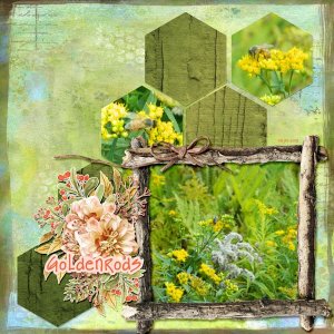 Goldenrods