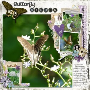 Butterfly Garden