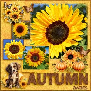 I Love Sunflowers