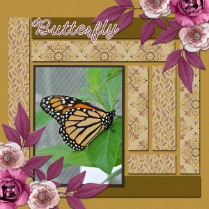 BUTTERFLY