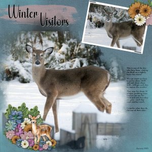 Winter visitors sm.jpg