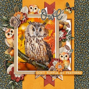 Owl.jpg