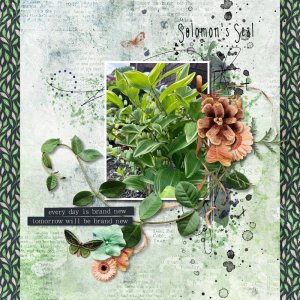 Solomon's Seal.jpg