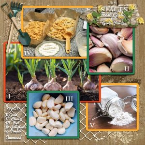 Stages of Garlic