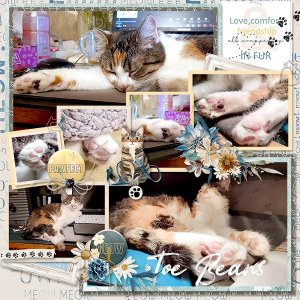 KittyPawPads_ollitko_600.jpg