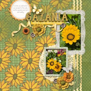 Gazania.jpg