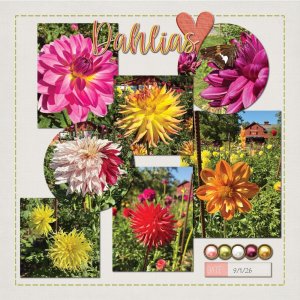 Bonneyville Mill Dahlias 9/1/25: Page 2