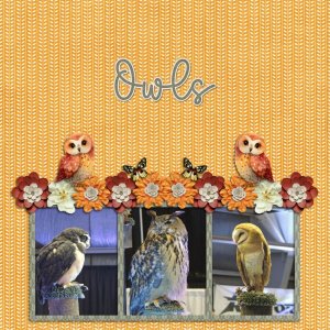 owls