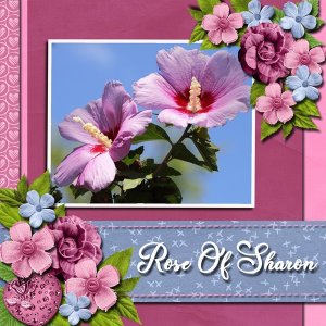 Rose of Sharon
