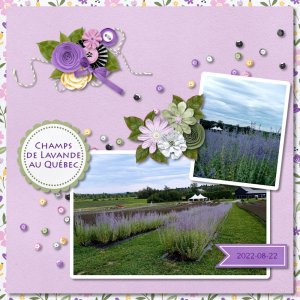 2025-09-26_Lavender.jpg