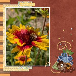 Blanket Flower with Bee