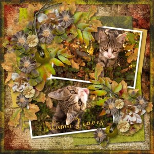autumn leaves