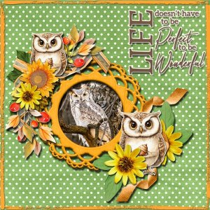 Owl Life