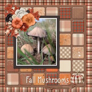 Fall Mushrooms