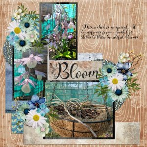 Bloom