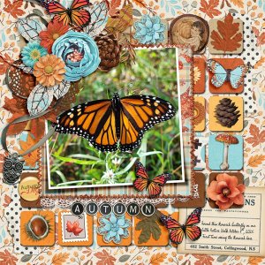 Monarch Butterfly
