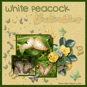 White Peacock butterfly small.jpg