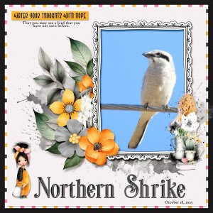 Northern Shrike small.jpg